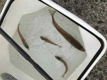 キス釣りに行ってきました