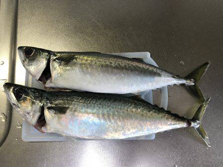 40㎝以上のデカサバ求めて