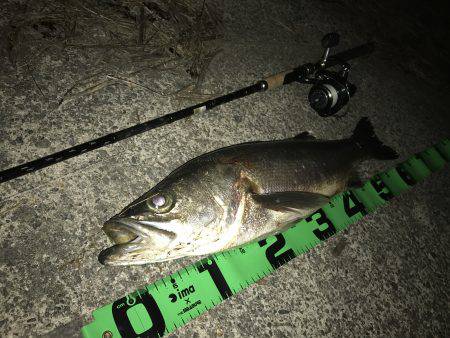 ナイトシーバス