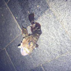 暇潰しにガシラ