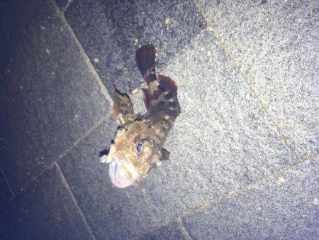 暇潰しにガシラ