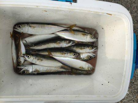 シーズンですね〜