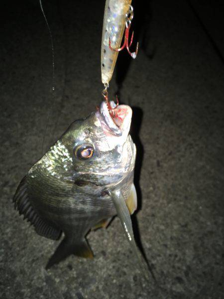 仕事帰りの定期巡回