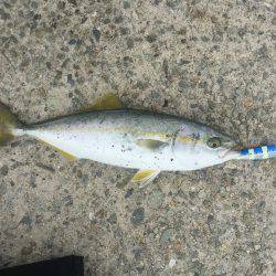 ツバスは何処へ