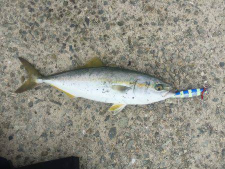 ツバスは何処へ