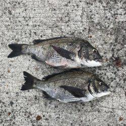 深浦漁港、フカセ釣りの釣果