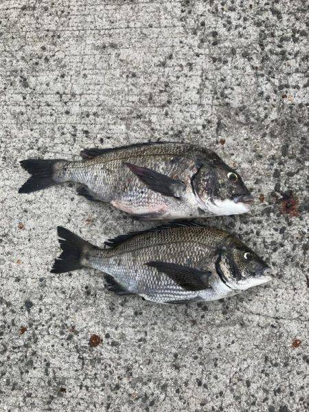 深浦漁港、フカセ釣りの釣果