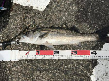 ひさびさの釣り