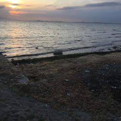 今日も仕事帰りにチヌポッパー