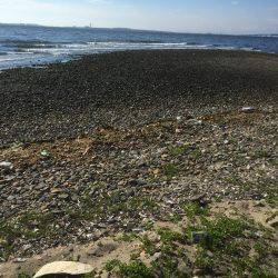 久々のチニング