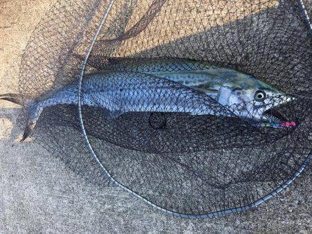 シイラゲーム♫