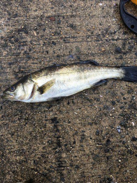 なんとか一本！