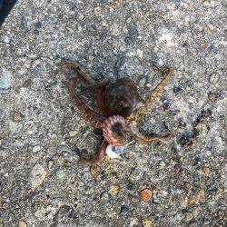 朝練オクトパッシング♫