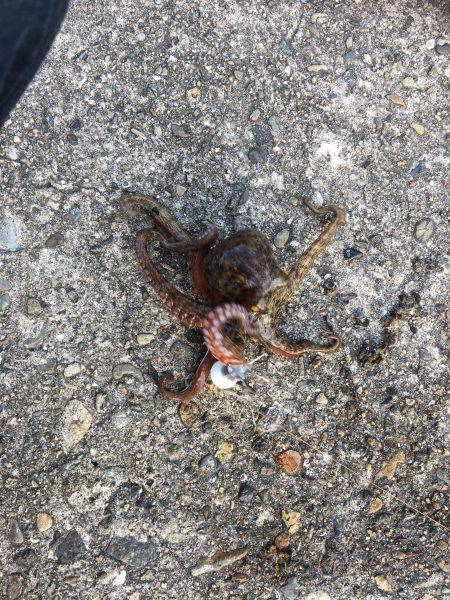 朝練オクトパッシング♫