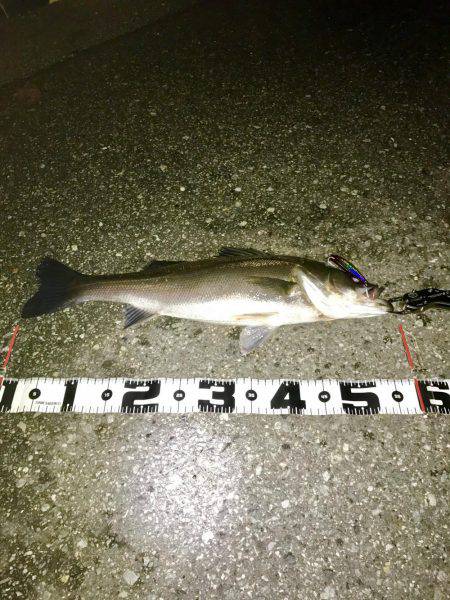 シーバスハンター