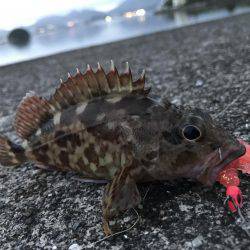 困ったときのガッシー