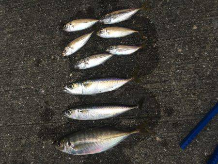 狙いが1匹しか…