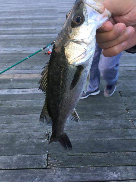 サビキでハネ