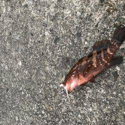 ガツンと釣れたー！