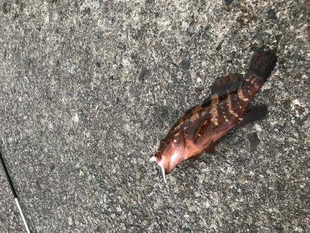 ガツンと釣れたー！