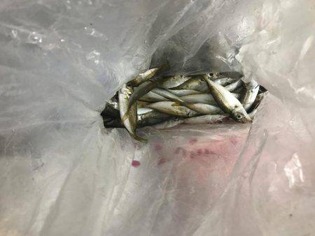 釣りもアフターファイブ