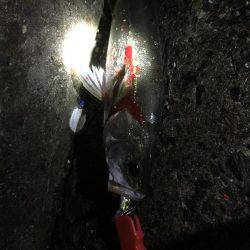 大潮干潮からスタート