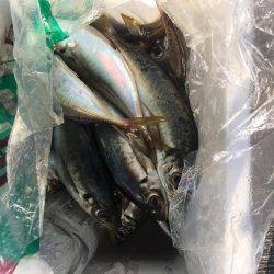 久しぶりのアジ