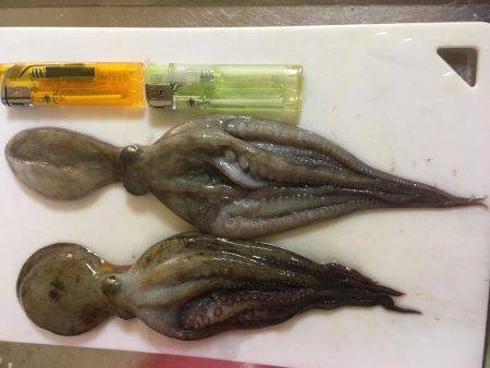 オクトパッシング