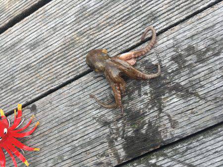 オクトパッシング