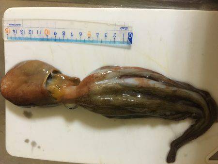 オクトパッシング