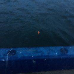 タチウオ!のはずが…