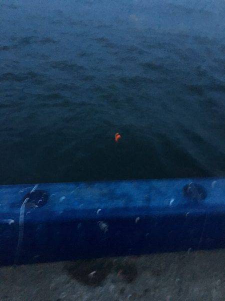 タチウオ!のはずが…