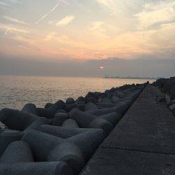 タコタコタコ！