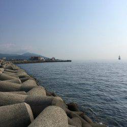 大サバのはずが