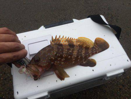 アコウ23センチ