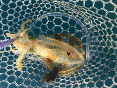 久通でエギングしてきました