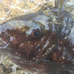 でも1魚種追加!