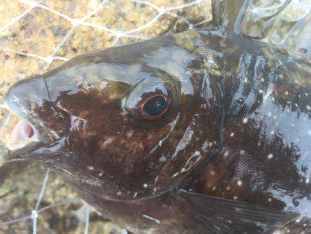 でも1魚種追加！