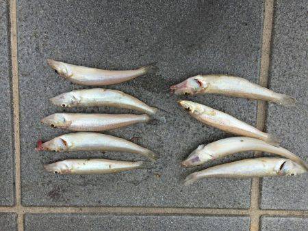 キス時々カワハギ