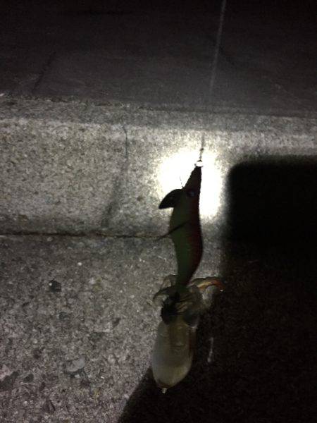 ケンサキリベンジ