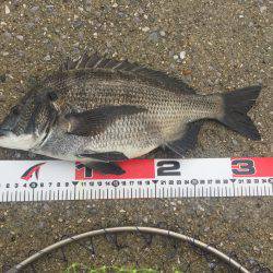 エビ撒き釣り！