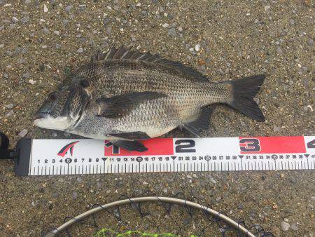 エビ撒き釣り！