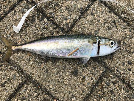 サバ時々豆アジ