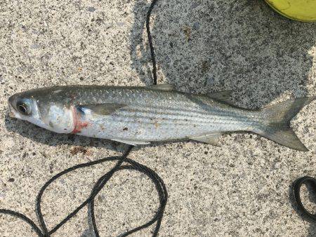 ボラと3桁の豆アジたち