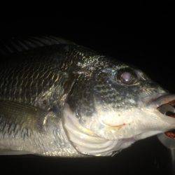 夜も暑くなってきた。。キビレ