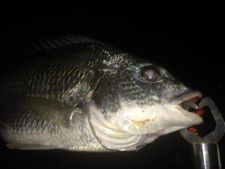夜も暑くなってきた。。キビレ