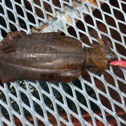 春イカは最後⁉️