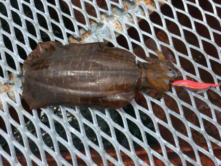 春イカは最後⁉️