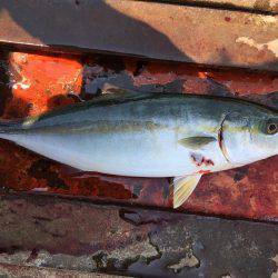 夏❗️エギング＆ライトショアジギング