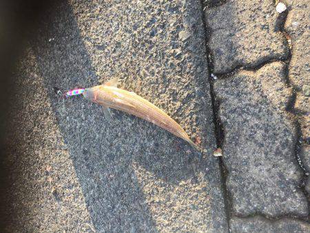 初、敦賀新港エソング